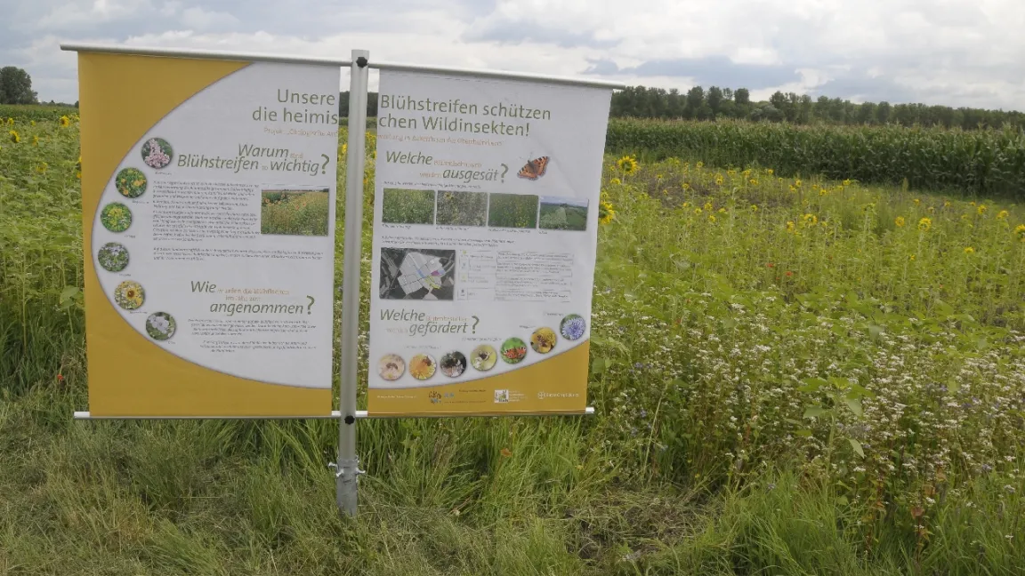In den Blühstreifen finden nicht nur Bienen, sondern viele andere heimische Insektenarten einen üppig gedeckten Tisch. Foto: Friederike Krick
