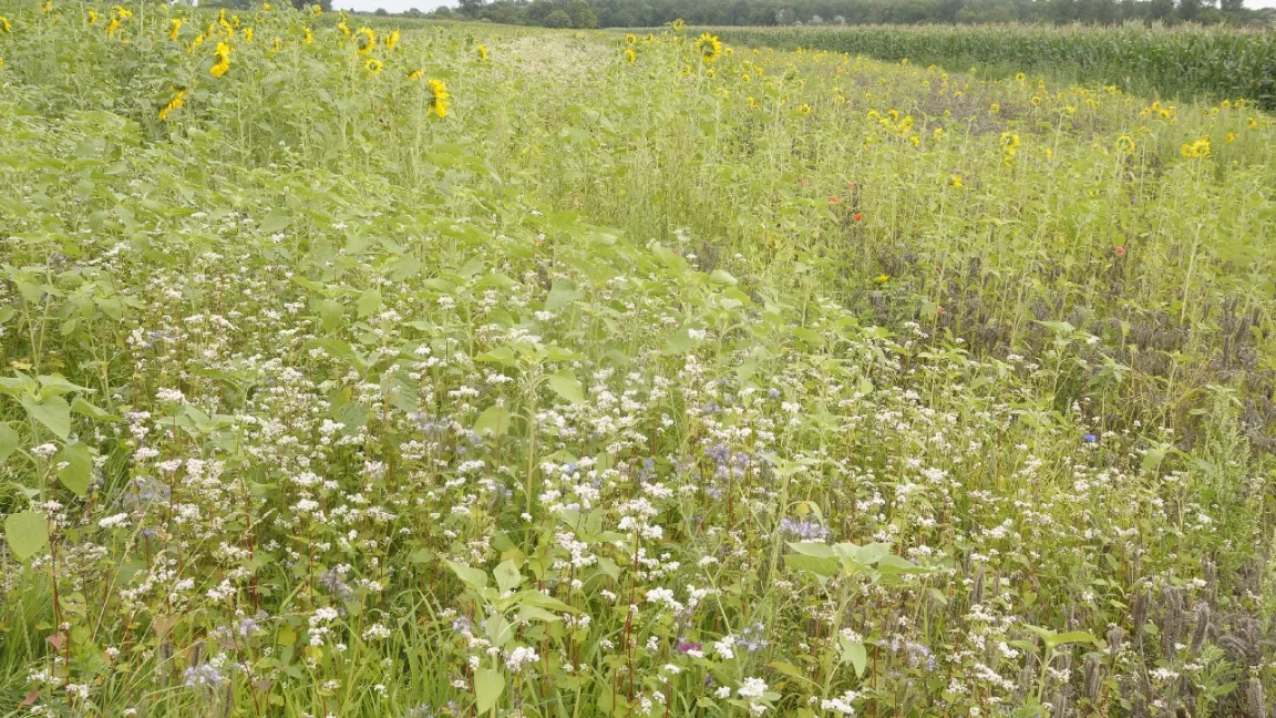 Blühstreifen mit Sonnenblumen und Buchweizen können die Vielfalt in intensiven Maisanbaugebieten fördern. Foto: Friederike Krick