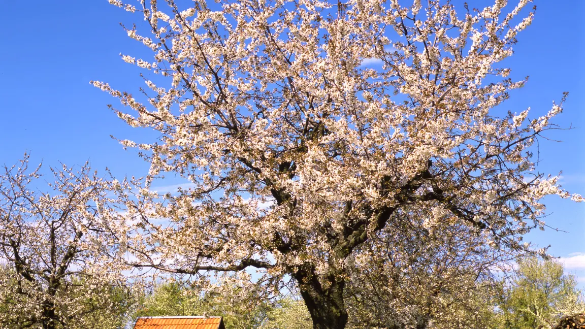 Apfelbäume sind nicht länger durch den Rundköpfigen Apfelbaumbohrer bedroht. Foto: Fotolia