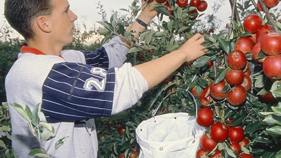 Apfelernte.
	Quelle: CMA