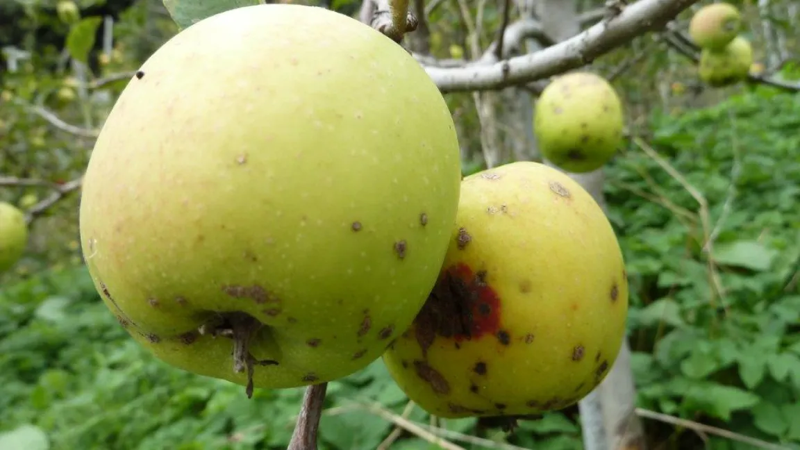 Früchte, die Mängel wie Apfelschorf aufweisen, werden seltener genommen. Foto: adpic