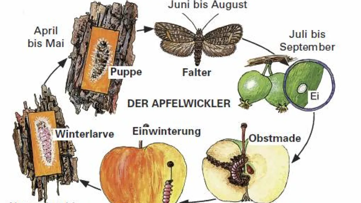 Apfelwickler-Zyklus.
Foto: IVA