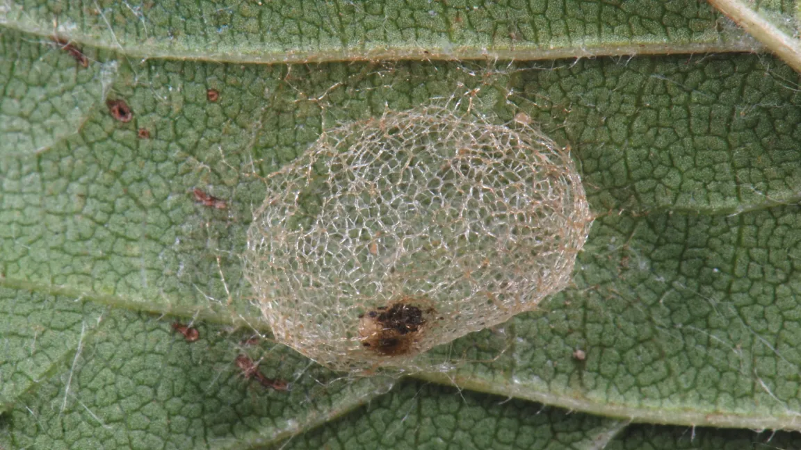 Die Larven der Sommergeneration verpuppen sich nur leicht und entwickeln sich sehr schnell. Foto: Dr. Stephan M. Blank