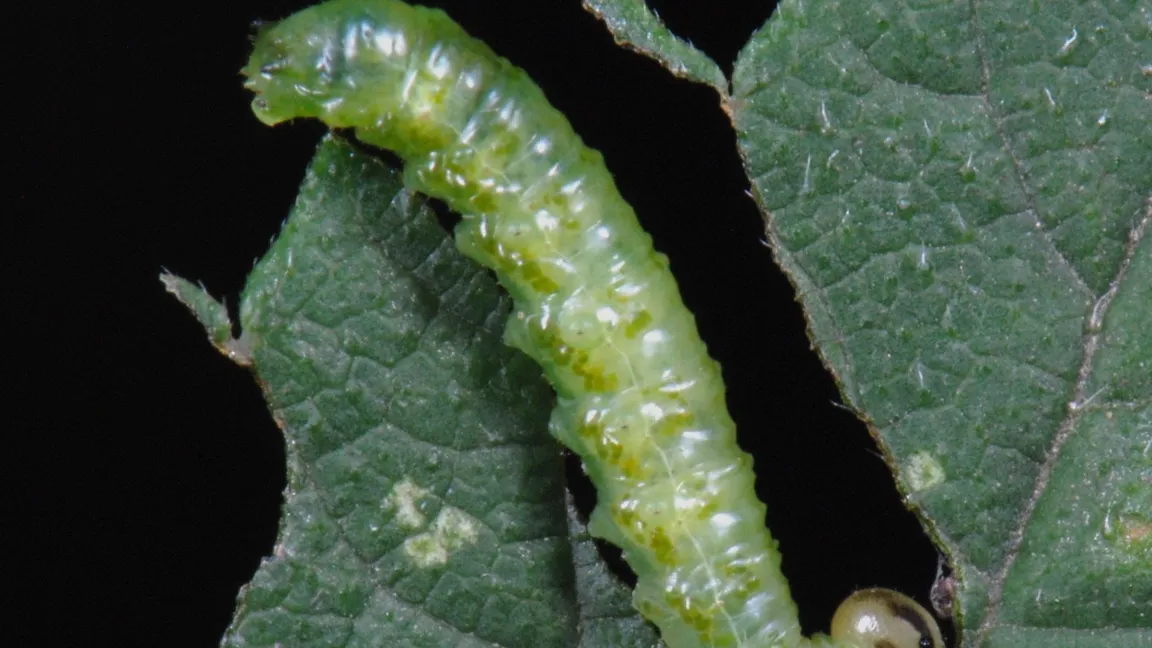 Die Larven werden etwa zehn Millimeter groß. Foto: Dr. Stephan M. Blank