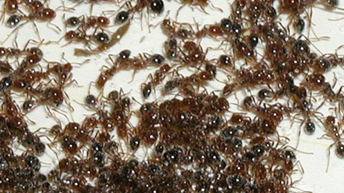 Arbeiterinnen der Roten Feuerameise.
Quelle: Tierdoku