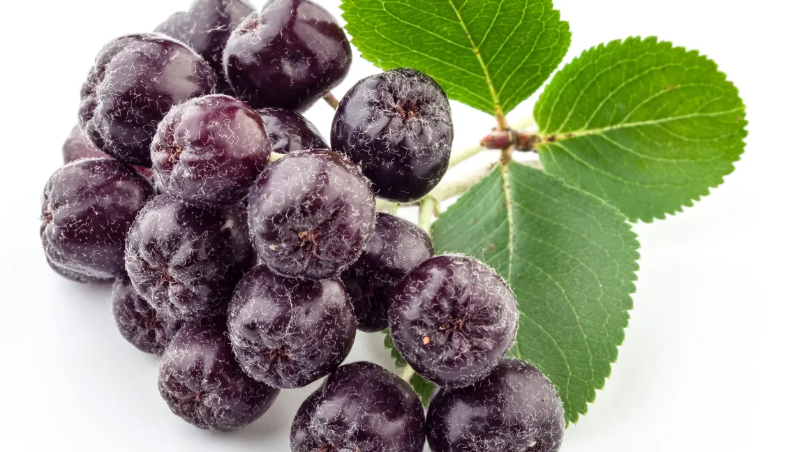 Aronia-Beeren schmecken säuerlich-herb und können auch gefrostet oder getrocknet werden. Foto: shutterstock