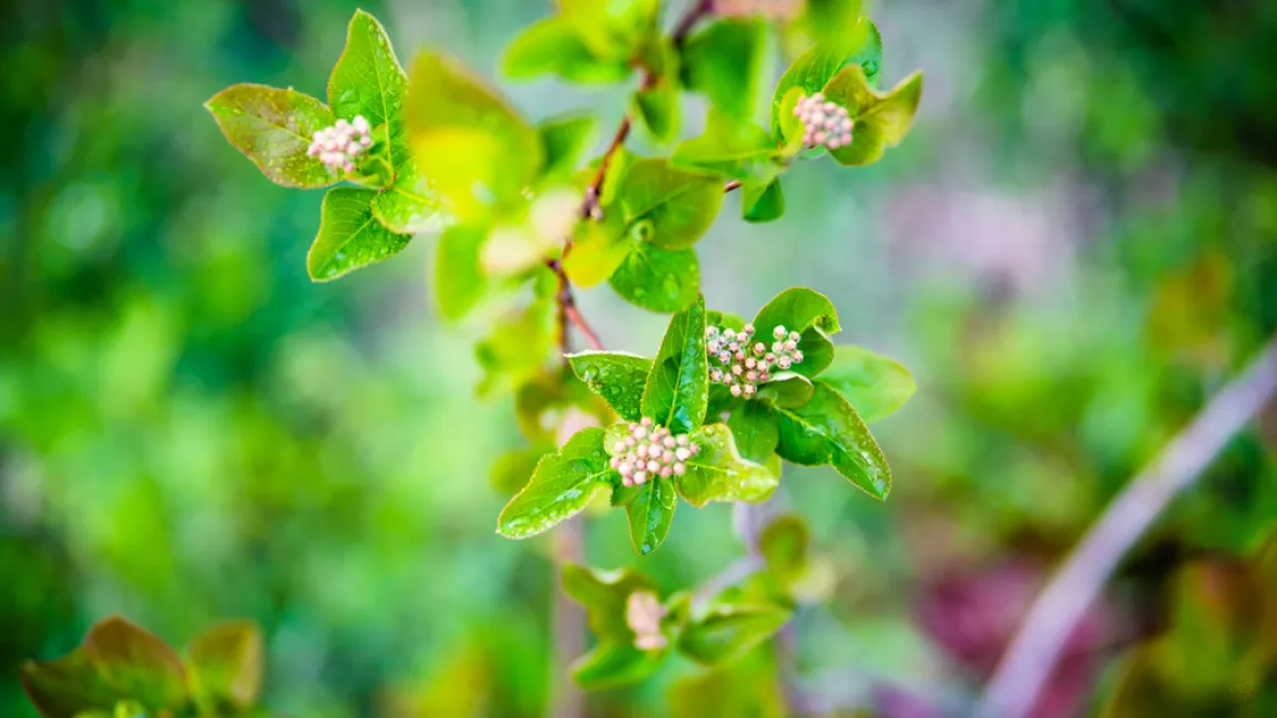 Kleine weiße Blüten erscheinen im Frühjahr. Foto: shutterstock