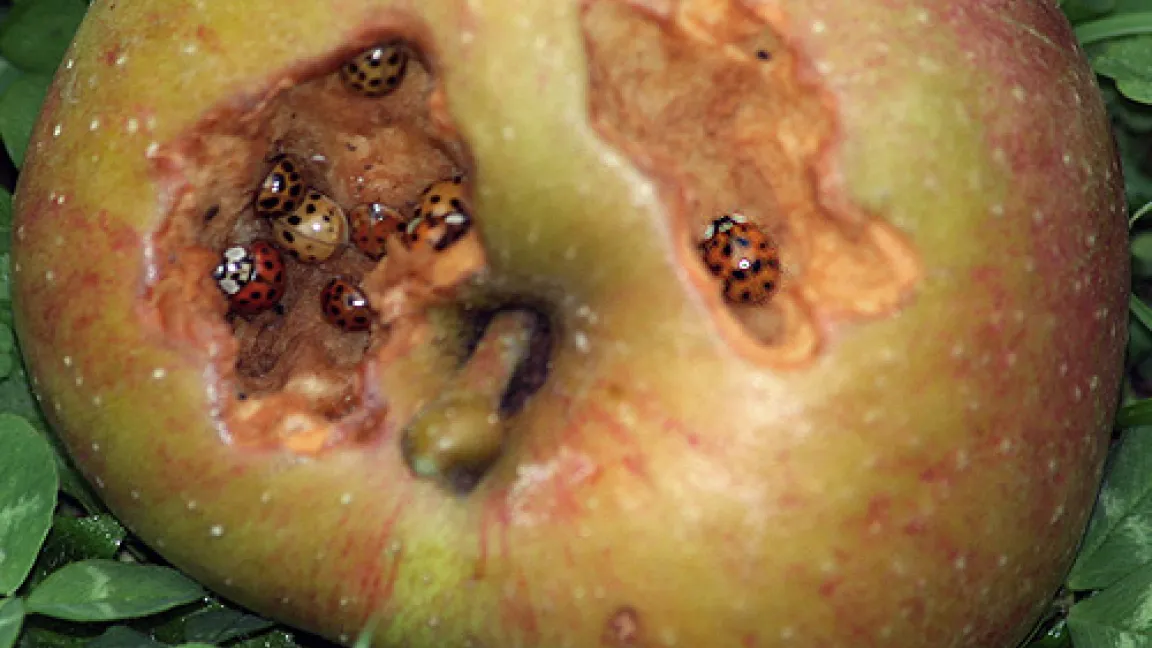 Asiatische Marienkäfer knabbern sich regelrecht in die Früchte hinein.
Quelle: R. Gutsch