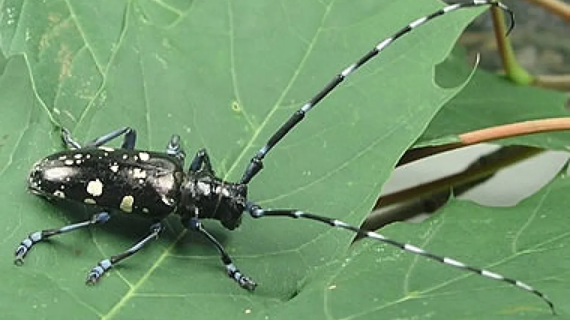 Asiatischer Laubholzbockkäfer.
	Quelle: Bayerische Landesanstalt für Bodenkultur und Pflanzenbau.