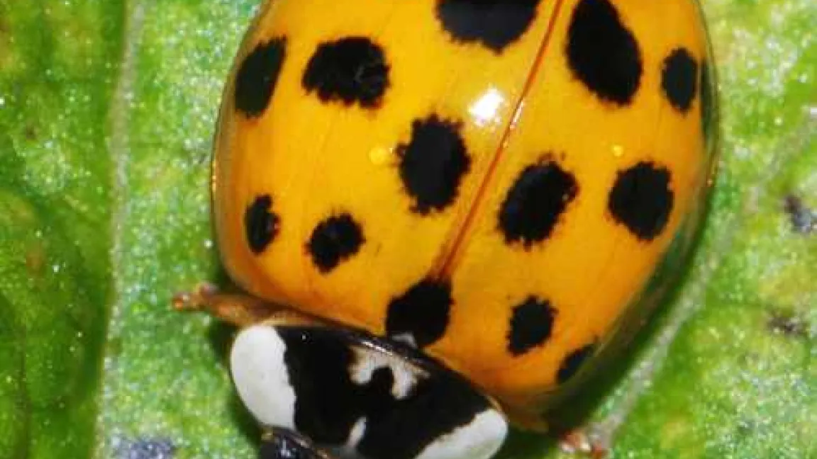 Bei der Weinlese fällt der Asiatische Marienkäfer nicht aus den Trauben. Der Geschmack bleibt auf der Strecke. Der Most ist nicht zu gebrauchen. In den USA tritt er schon seit Jahren als Schädling im Weinbau in Erscheinung.
Quelle: Reiner Pospischil