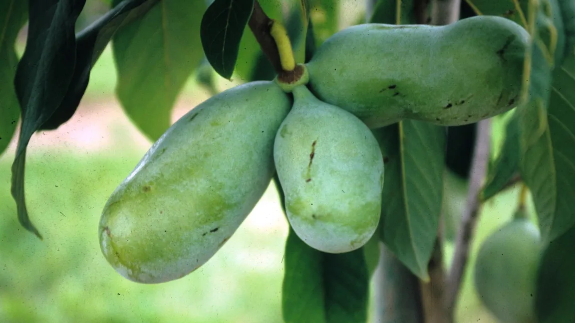 Fruchtstand der Indianerbanane (Asimina triloba). Foto: LWG Veitshöchheim/Hubert Siegler
