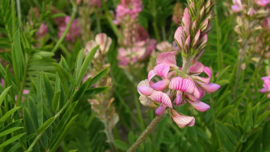 Auch die Esparsette, die schon seit Jahrhunderten als Futterpflanze dient, wird derzeit von anderen Futterpflanzen zurück gedrängt. Quelle: biopix