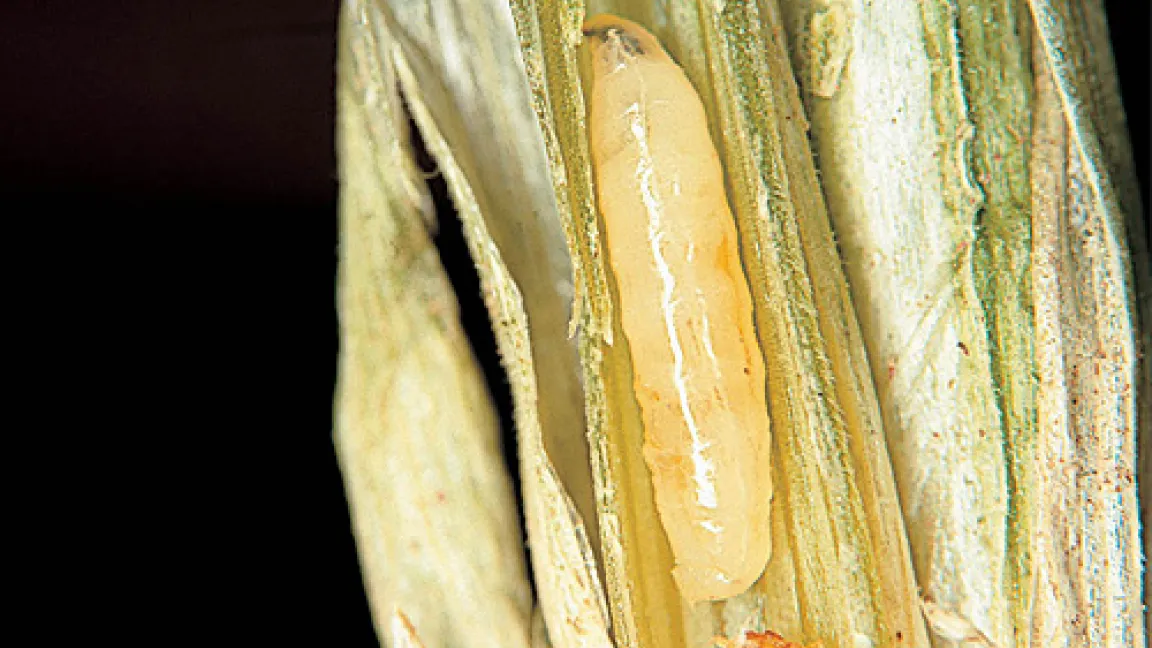 Auch die Larven der Brachfliege können mit speziellen Beizen gestoppt werden.
	Quelle: Bayer CropScience