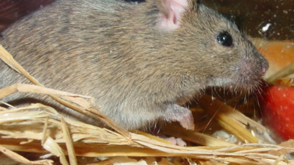 Auch frisches Obst schmeckt der Maus.
	Quelle: frunol delicia