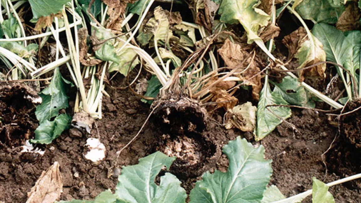 Auf dem Feld zu erkennen: Faulende Zuckerrübenköpfe durch Rübenkopfälchen-Befall.
Quelle: Christian Heinrichs