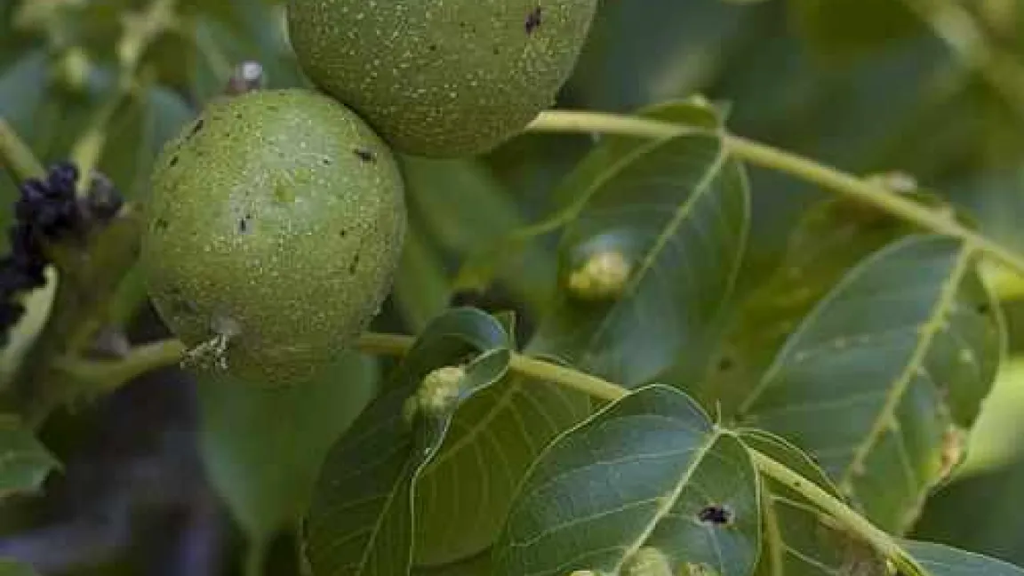 Auf der Blattunterseite des Walnussblatts lebt die winzige Walnussfilzmilbe Eriophyes erineus. Ihre Saugtätigkeit reizt das Blatt unter Abgabe eines Sekrets. Es führt dazu, dass sich die Blattoberseite blasig nach oben wölbt und Knötchen bzw. buckelartige Gallen bildet, aufgenommen im Juni. Grüne, fleischige Fruchtschalen umschließen die Walnüsse bis zur Reife (oben).
Quelle: R. Gutsch