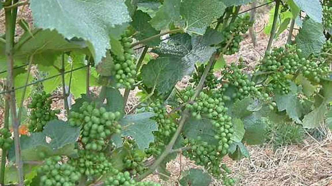 Aufgelockerte Trauben nach der Behandlung mit dem Bioregulator GIBB3 - Garant für gesunde Trauben
Quelle: Matthias Petgen, DLR Rheinpfalz