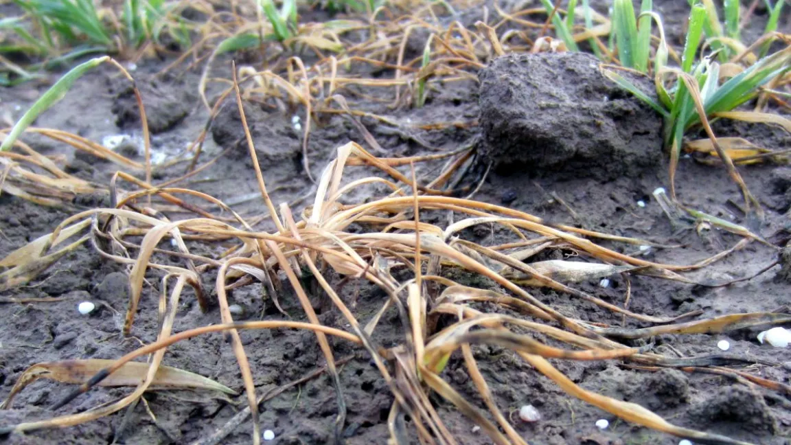 Während die Nachbarpflanzen ergrünen, hat die Pflanze im Vordergrund den Winter nicht überlebt. Der frühzeitig gestreute Dünger (weiße Körner) soll die Entwicklung des ausgedünnten Bestands fördern. Foto Matthias Wiedenau