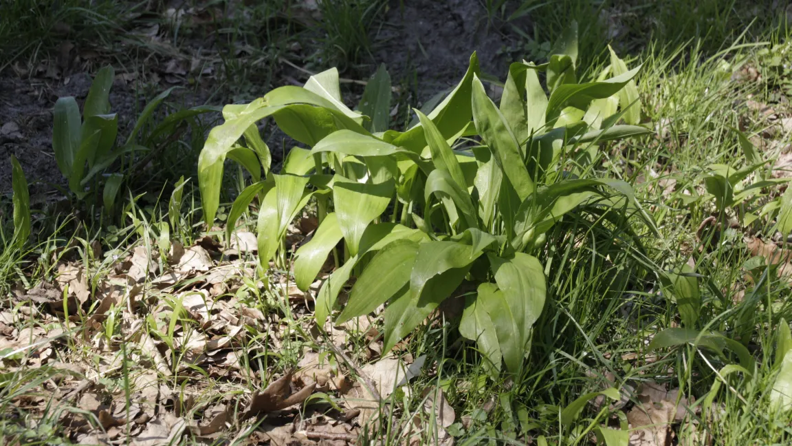 Bärlauch wächst in der Natur besonders gern unter Laubbäumen. Foto: Angelika Sontheimer