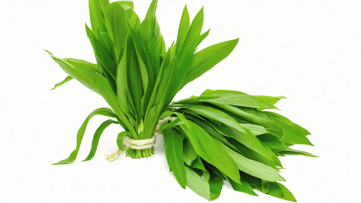 Im Einzelhandel werden die geschnittenen Blätter wie Schnittlauchbunde verkauft. Foto: Fotolia