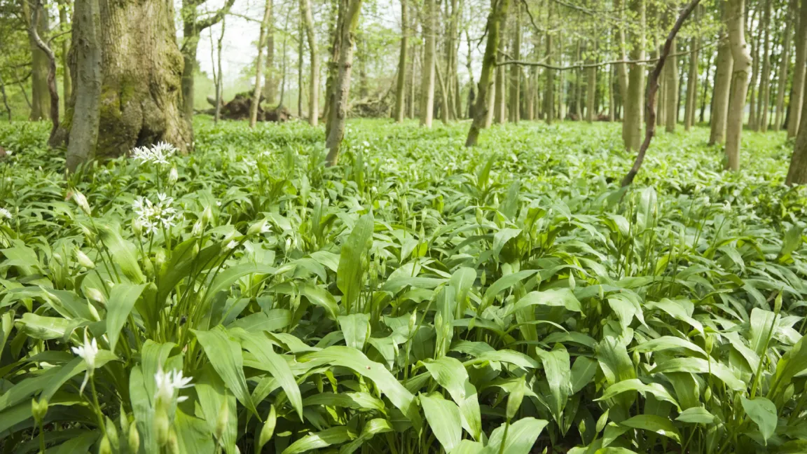 Das Sammeln von Bärlauch aus Wildbeständen ist außer in Naturschutzgebieten meist erlaubt, allerdings nur in haushaltsüblichen Mengen und wenn der Bestand nicht gefährdet ist. Foto: istock