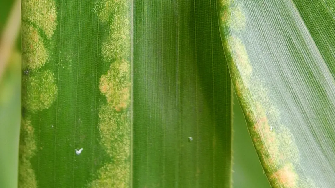 Der Schädling breitet sich nun auch in unseren Gärten aus. Foto: M. Gleiter