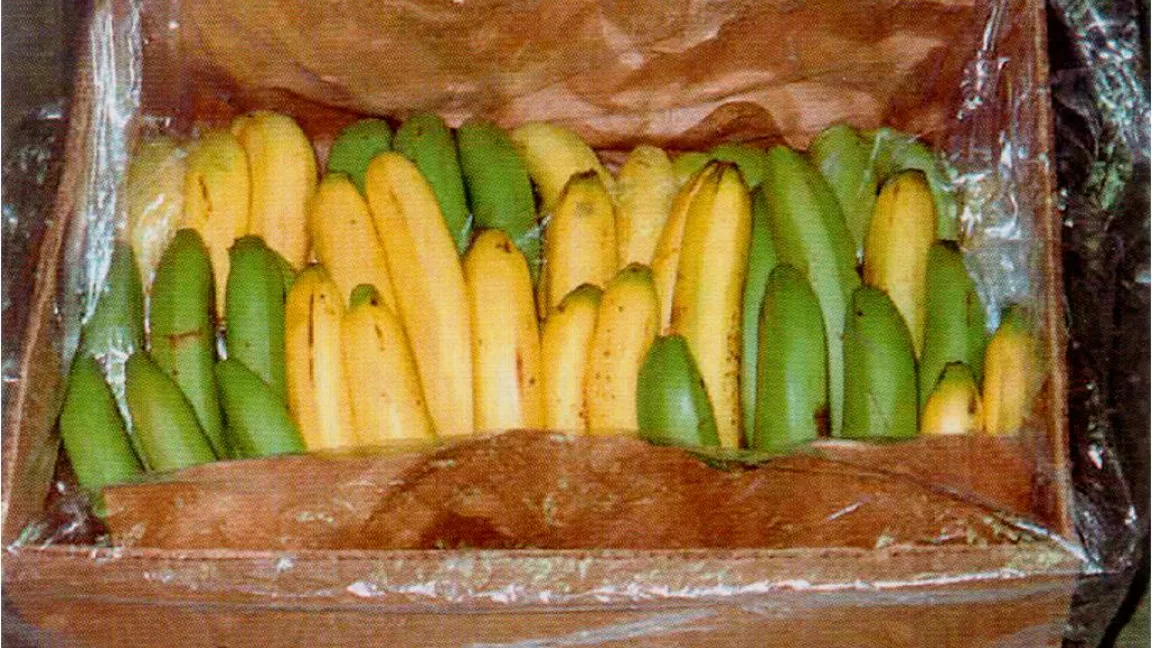 Der Sigatoka-Pilz führt bei Bananen zu einer verfrühten Reifung der Früchte. Das gefährdet den Export. Foto: CropLife Foundation