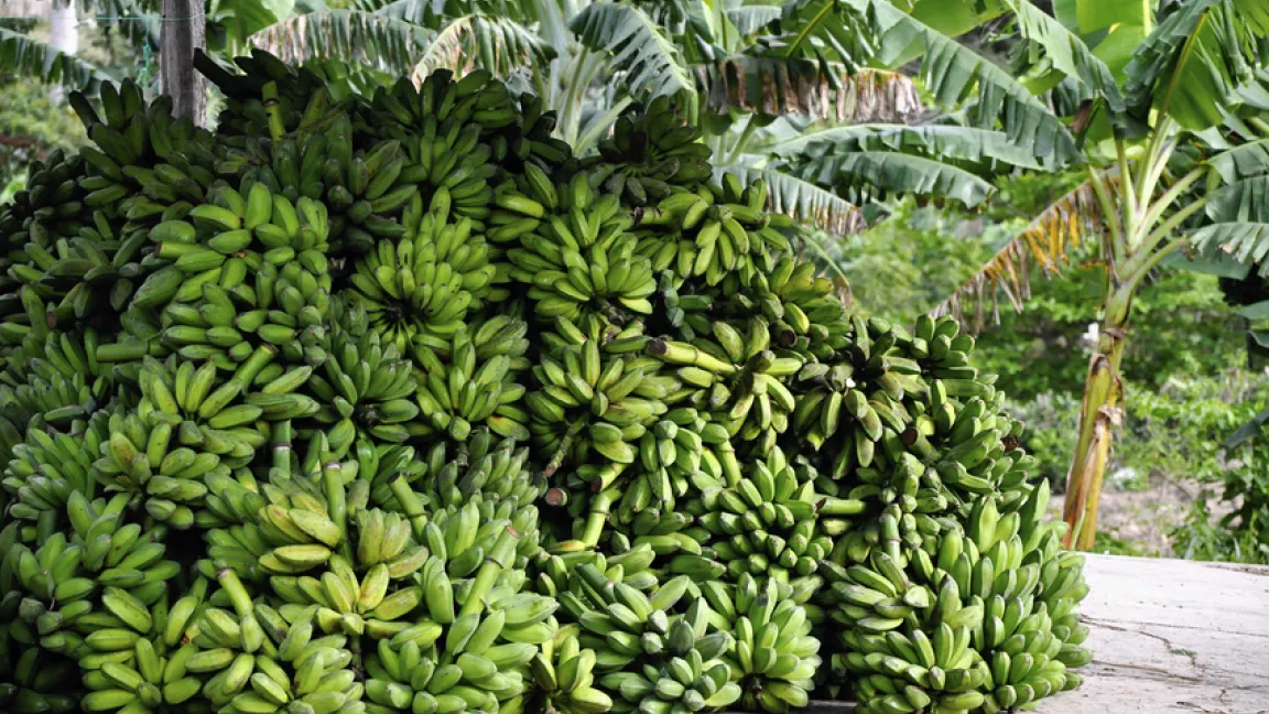 Bananen sind ein wichtiger Exportartikel in Afrika. Foto: Fotolia