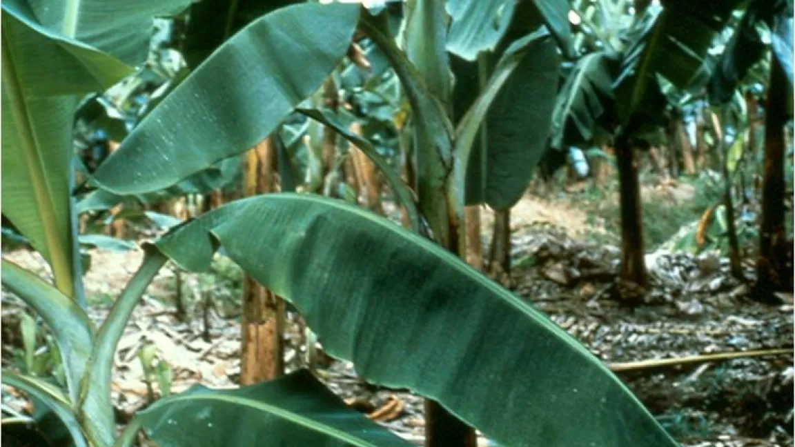 Bananenblätter mit .....