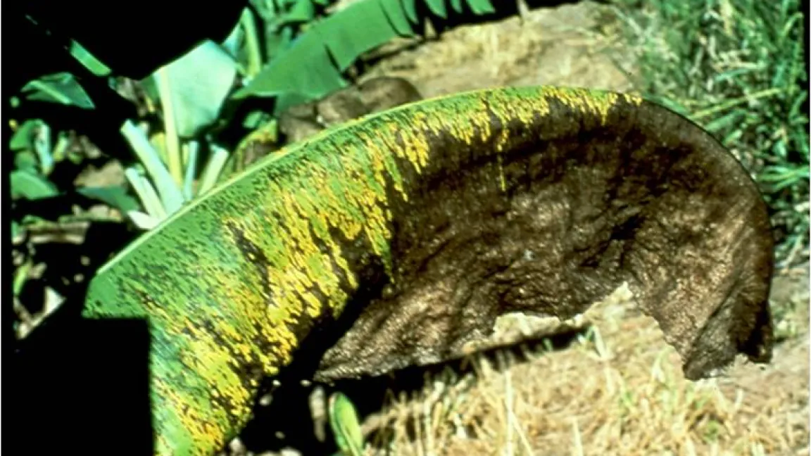 .... und ohne Behandlung mit Pflanzenschutzmitteln. Foto. CropLife Foundation