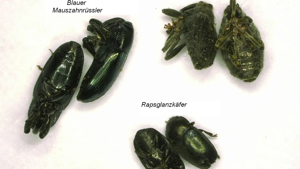Einige Käfer im Vergleich. Foto: Jörn Lehmhus, JKI