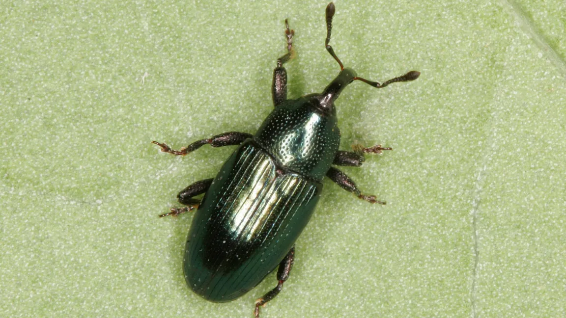 Der Blaue Mauszahnrüssler  - ein neuer Schädling? Foto: Christoph Benisch www.kerbtier.de