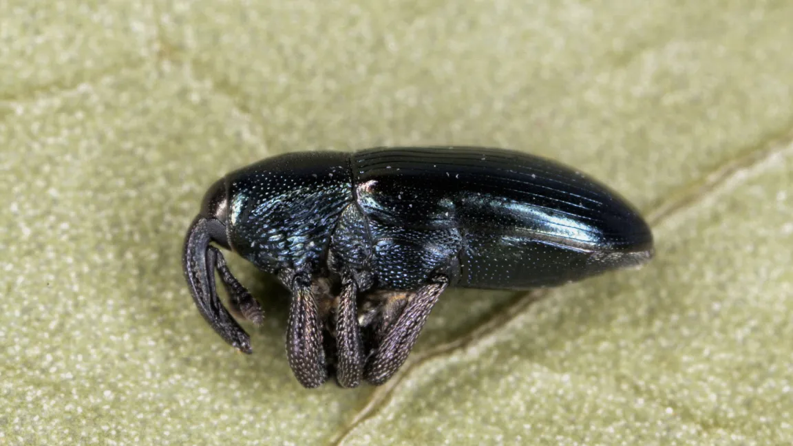 Der Blaue Mauszahnrüssler in typischer Schreckstarre. Foto: Christoph Benisch