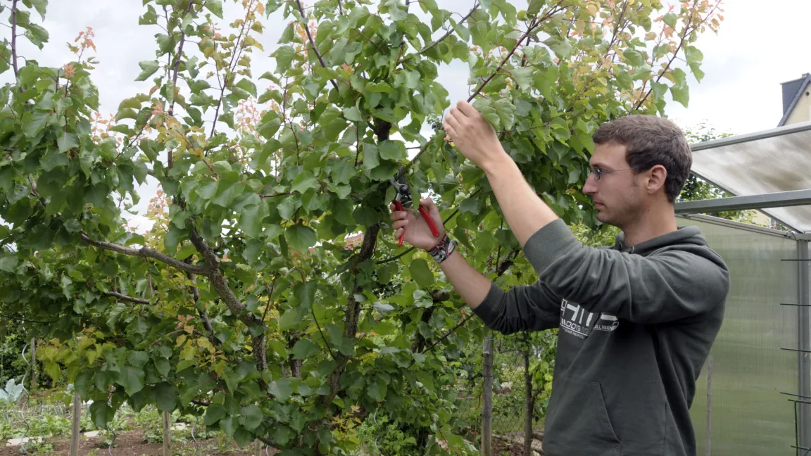 Baum schneiden. Junge und überflüssige Triebe können jederzeit entfernt werden. Das gilt bei Obstbäumen vor allem für die Wassertriebe. Foto: Friederike Krick