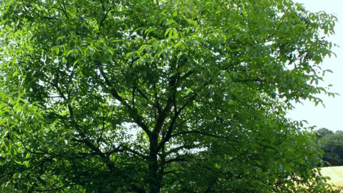 Walnussbäume können eine Höhe von über 25 Meter erreichen und bilden ausladende Kronen. Foto Susanne Schmich / Pixelio