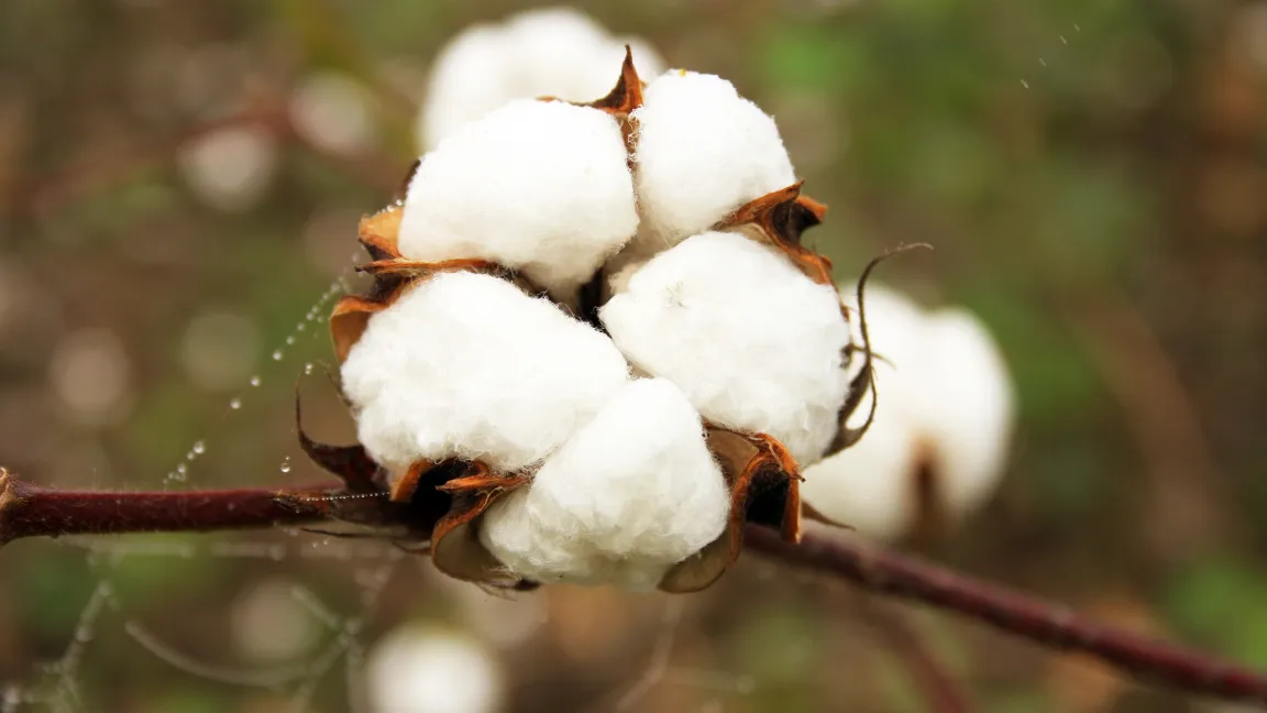 Gv-Baumwolle wird u.a. in Brasilien und den USA angebaut. Foto: CropLife International