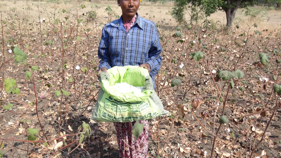 Gentechnisch veränderte Baumwolle, sogenannte Bt-Baumwolle, wird in Indien seit einem guten Jahrzehnt angebaut – überwiegend von Kleinbauern auf Flächen von weniger als zwei Hektar. Foto: Universität Göttingen