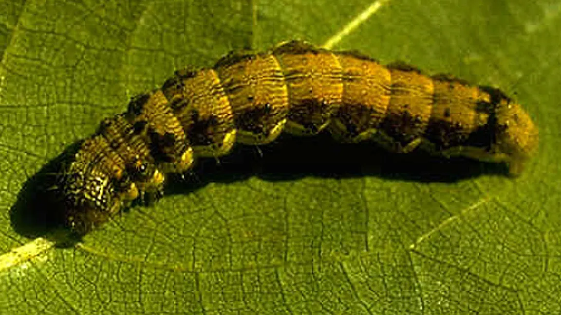 Baumwollkapselwurm 
Quelle: BASF AgroSlide