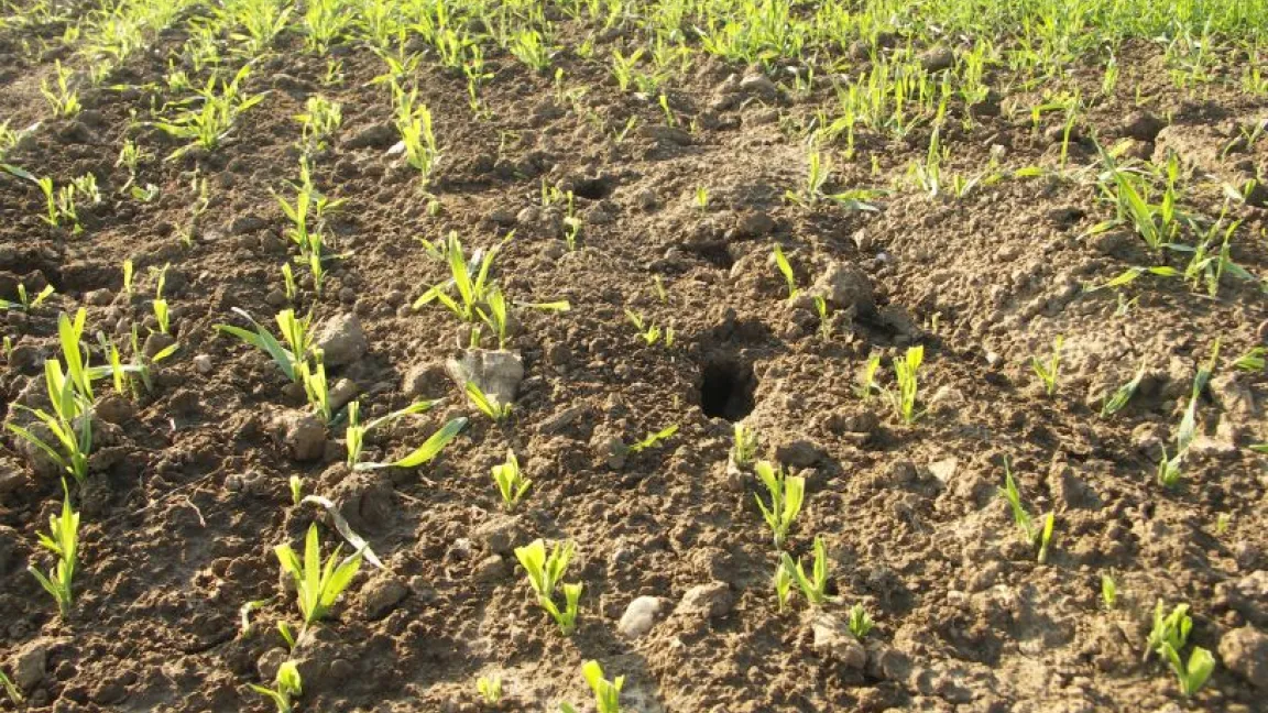 Feldmausbauten liegen meist inmitten der Fraßstellen. Foto: Matthias Wiedenau