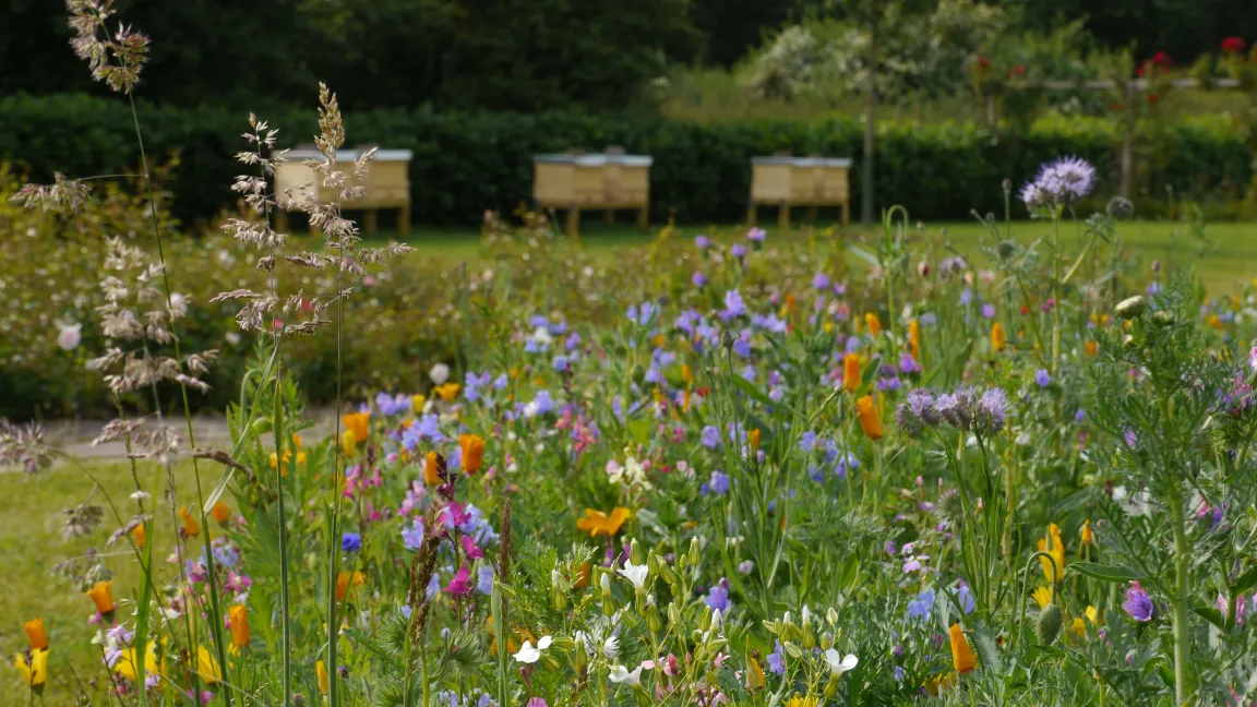 Bienenvölker im Garten des Bayer Bee Care Centers in Monheim. Foto: Bayer CropScience