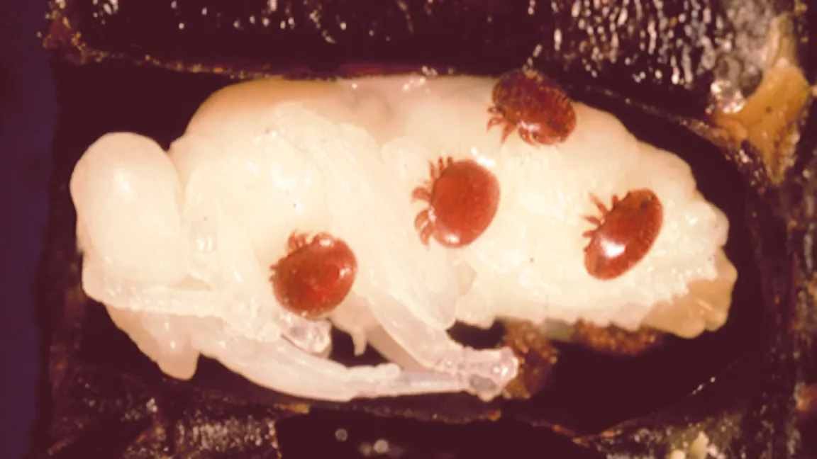 Varroa-Milben auf einer Bienenlarve. Foto: Bayer CropScience