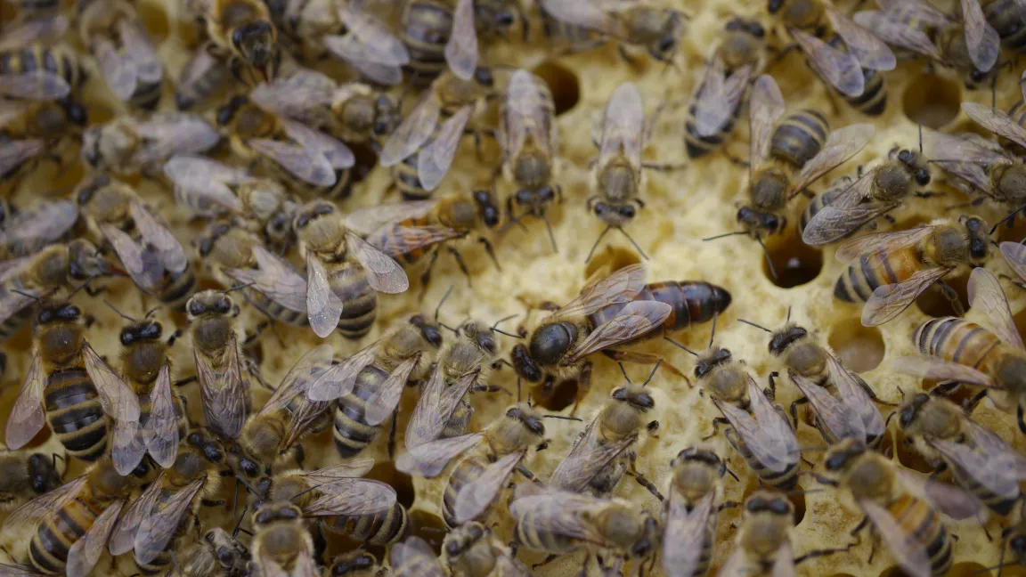 Eine Königin umgeben von Arbeitsbienen. Foto: Bayer CropScience