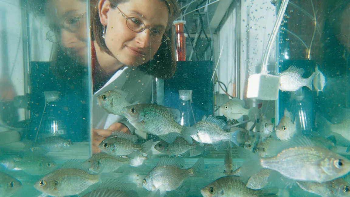 Auch Wasserbewohner - hier Sonnenbarsche - werden untersucht. Foto: Bayer CropScience