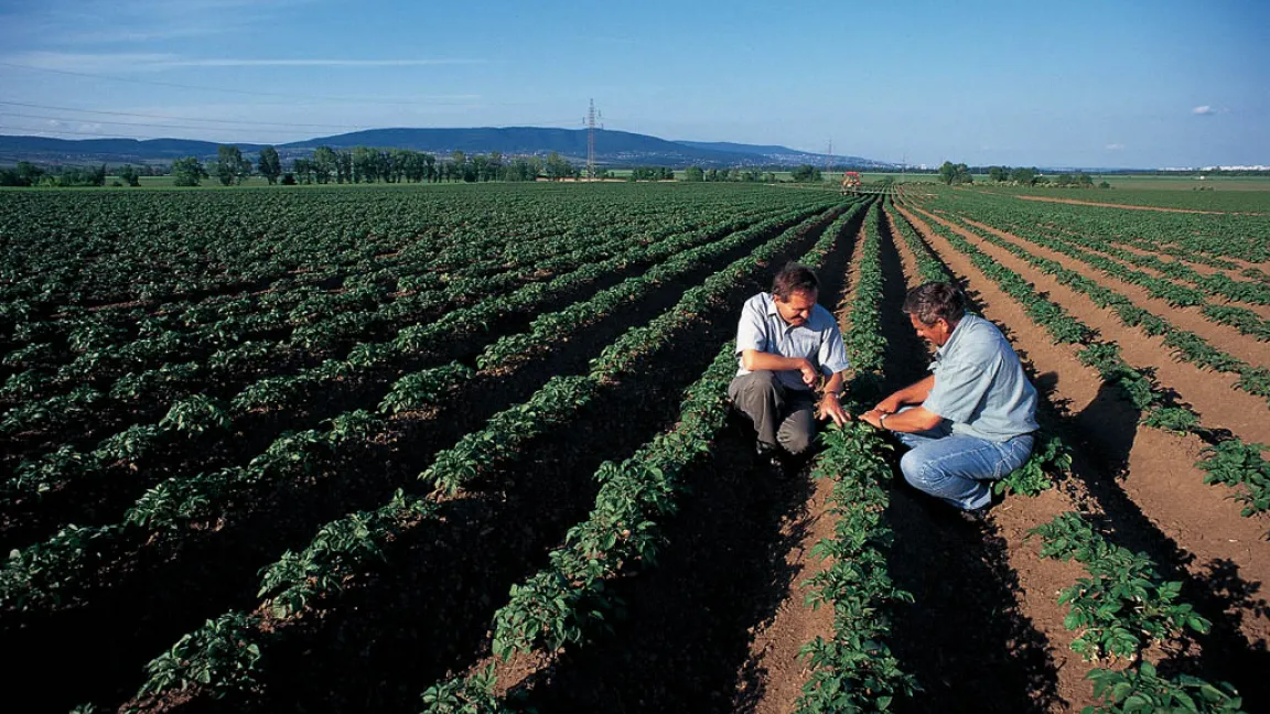 Landwirte bei der Prüfung von Kartoffelpflanzen. Foto: Bayer CropScience