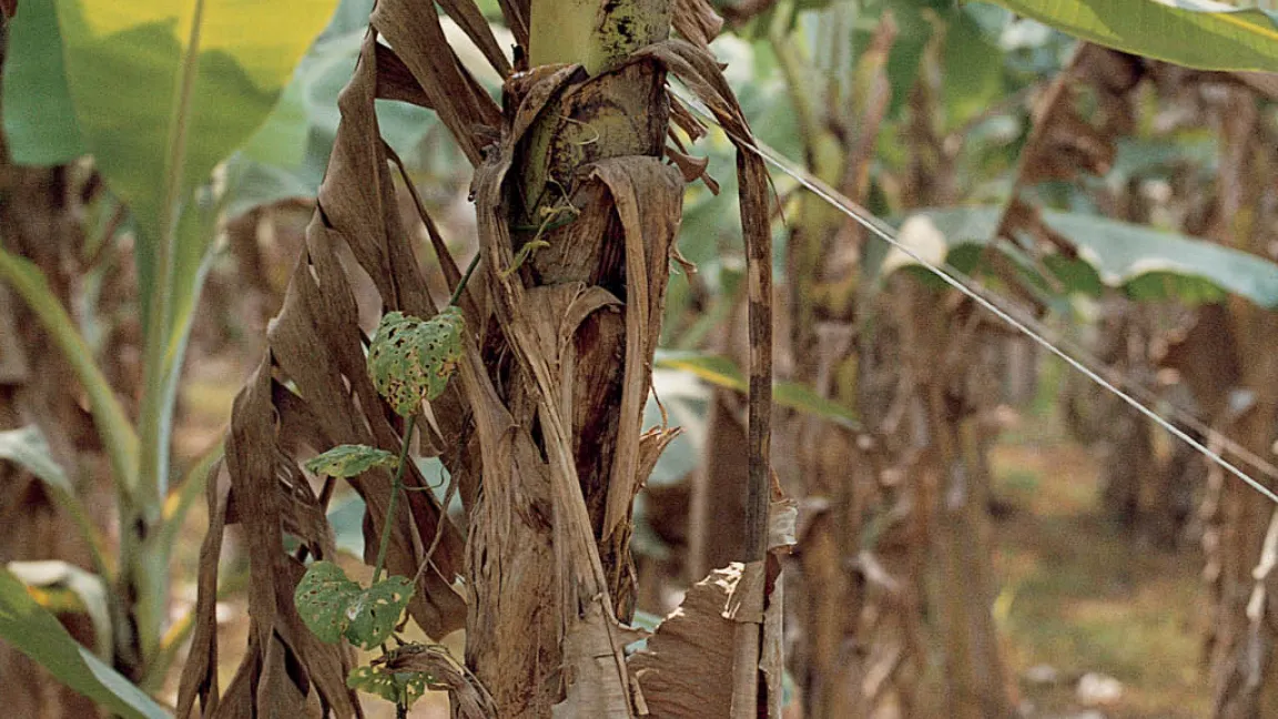 Bananenblätter mit fortgeschrittenen Symptomen von Mycosphaerella musicola, dem Erreger der Sigatokakrankheit. Foto: Bayer CropScience