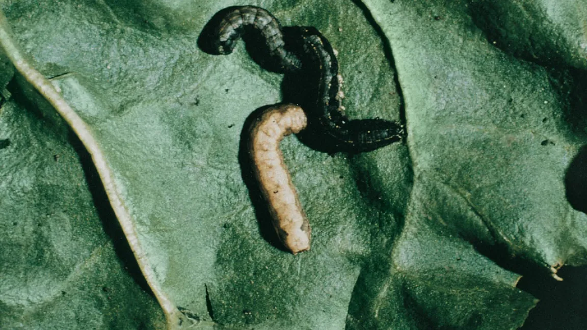 Die Raupen der Ägyptischen Baumwolleule - eines Primärschädlings - an einem Baumwollblatt Foto: Bayer CropScience