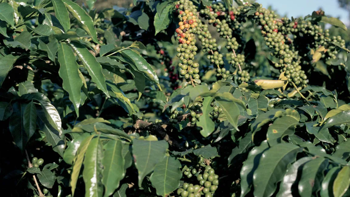 Kaffeesträucher im Stadium der Fruchtentwicklung. Foto: Bayer CropScience