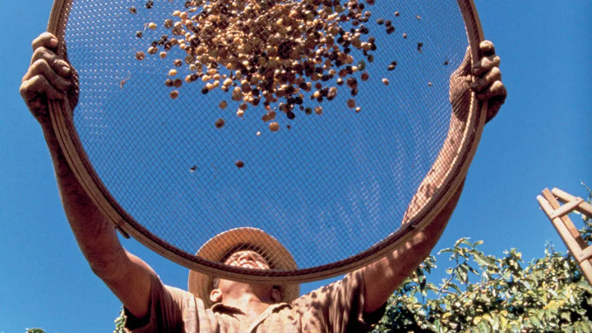 Kaffee-Ernte: Sortieren der Kaffeekirschen von Hand. Foto: Bayer CropScience