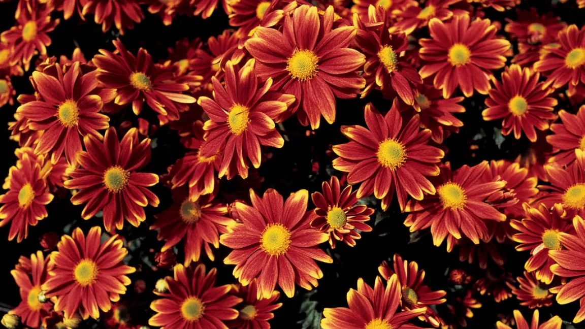 Seit alters her werden Chrysanthemen als Grundlage für Insektizide verwendet. Foto: Bayer CropScience