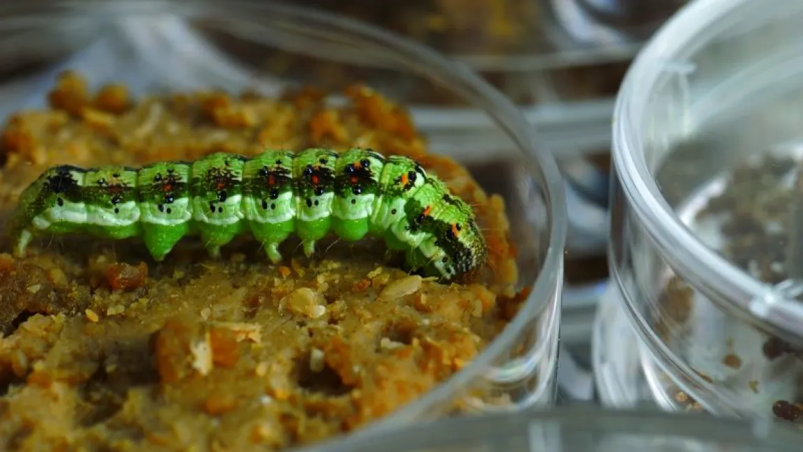 Foto: Bayer CropScience
Raupe eines Baumwollkapselwurms in einer Petrischale